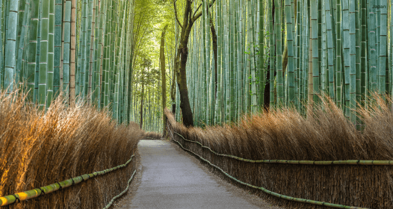 Cherry Blossom: Tokyo, Kyoto & Osaka Tour